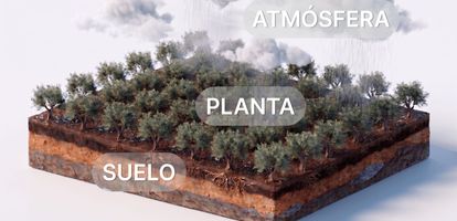 Modelo SPAC en agricultura: qué es el continuo suelo-planta-atmósfera y cómo mejora el riego